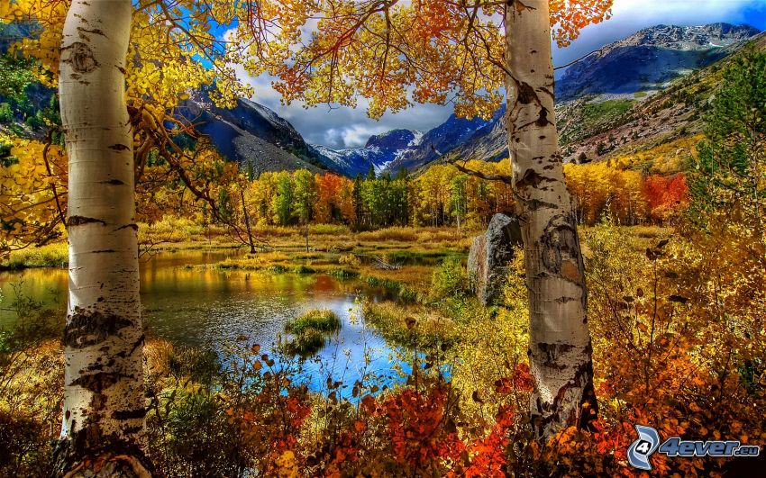 színes erdő, nyírfák, tó az erdőben, hegyek, ősz