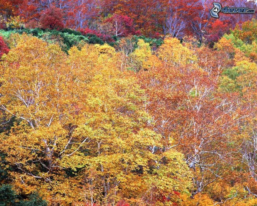 színes őszi erdő, fák, sárga levelek