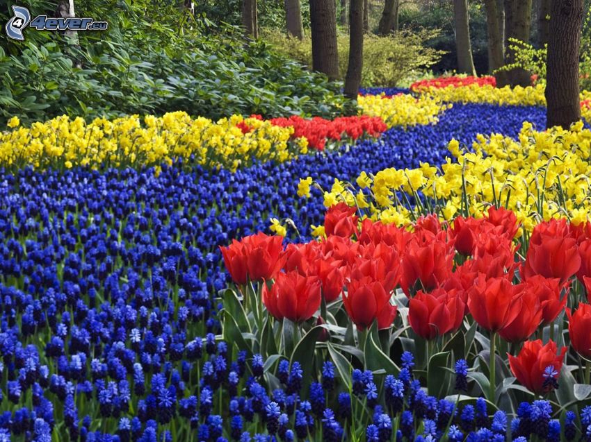 tulipánok, tavaszi virágok