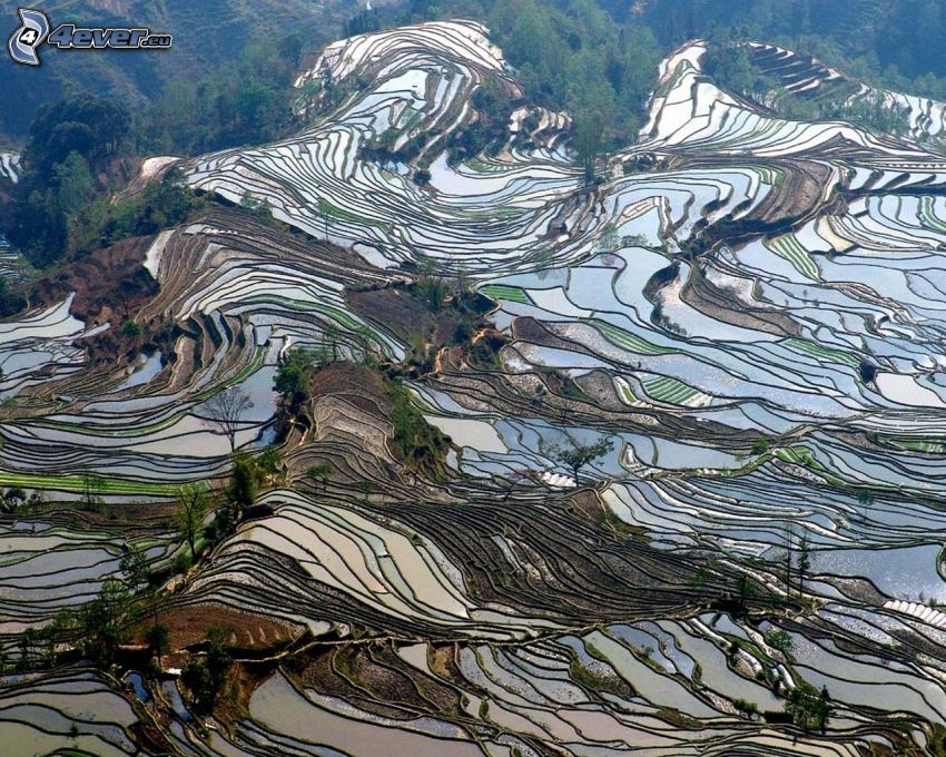 vietnami rizsföldek