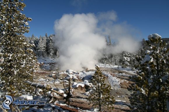 Yellowstone Nemzeti Park, gejzír, gőz, tűlevelű fák, hó