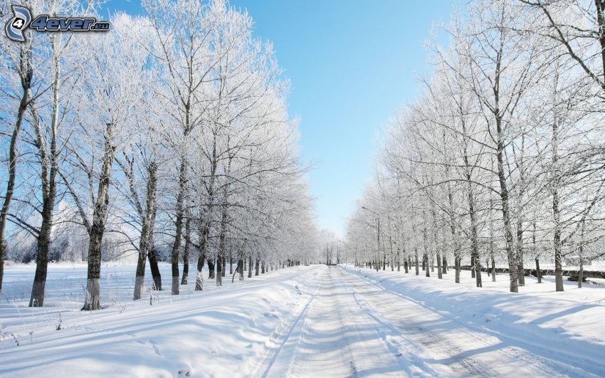 téli út, havas fák