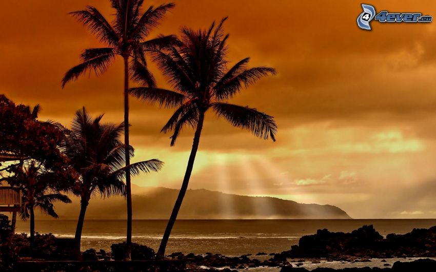 Hawaii, pálmafák a tengerparton, napsugarak, napkelte, tenger