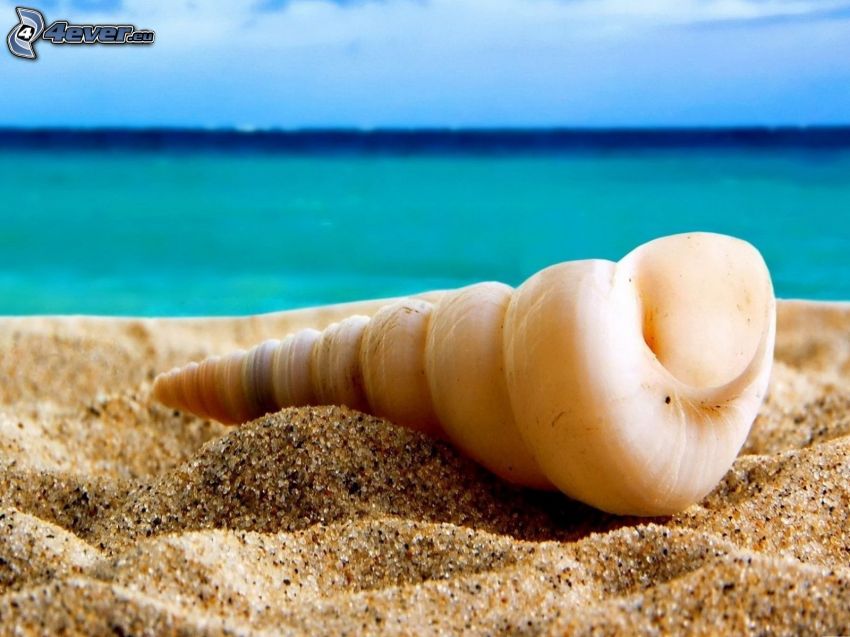 kagyló a tengerparton