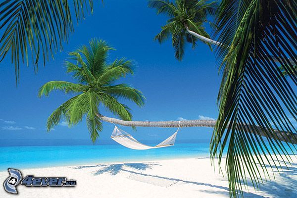 Maldív-szigetek, függőágy, pálmafa a homokos tengerparton, pálmafák, homokos tengerpart, nyári azúrkék tenger