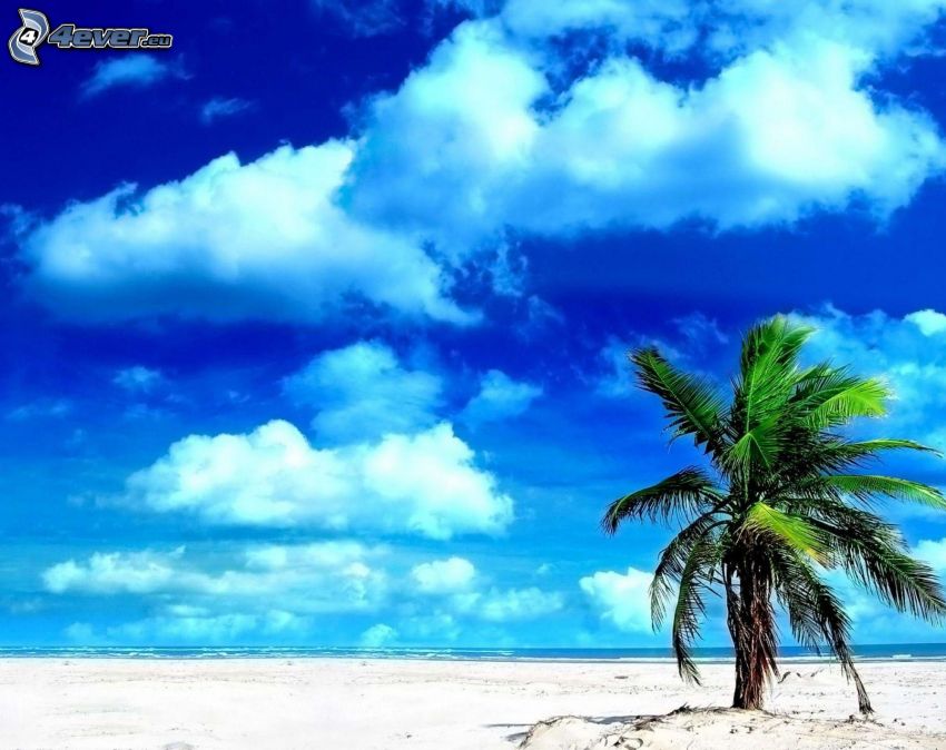 pálmafa a homokos tengerparton, felhők