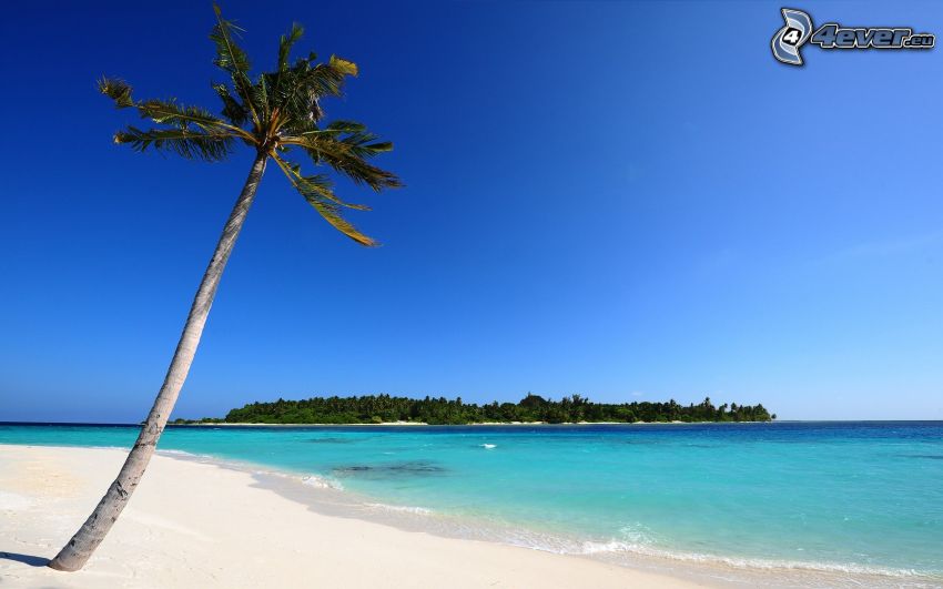 pálmafa a homokos tengerparton, nyári azúrkék tenger, sziget