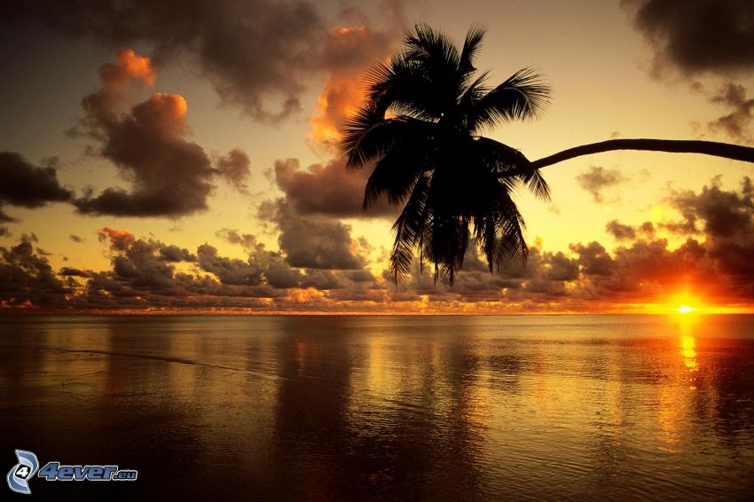 pálmafa tenger felett, narancssárga naplemente a tenger felett, felhők