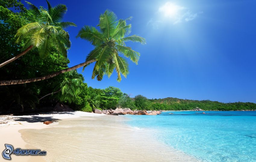 pálmafa tenger felett, nyári azúrkék tenger, strand, pálmafák, nap
