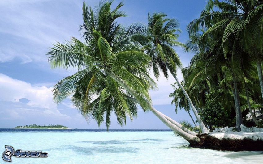 pálmafa tenger felett, nyári azúrkék tenger, sziget