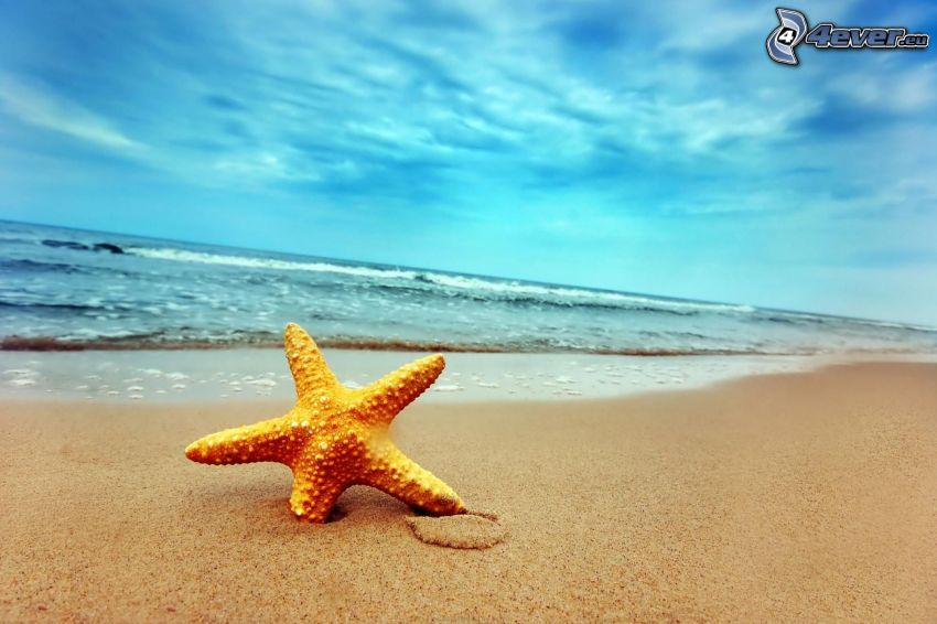 tengeri csillag a strandon