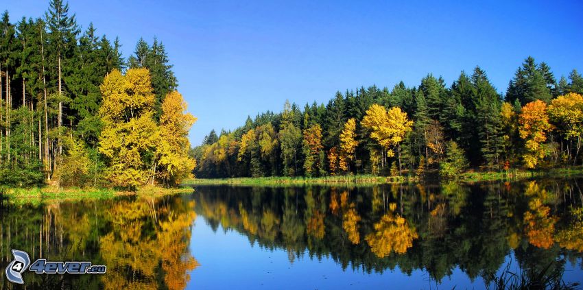 tó, tűlevelű erdő, sárga fák, visszatükröződés