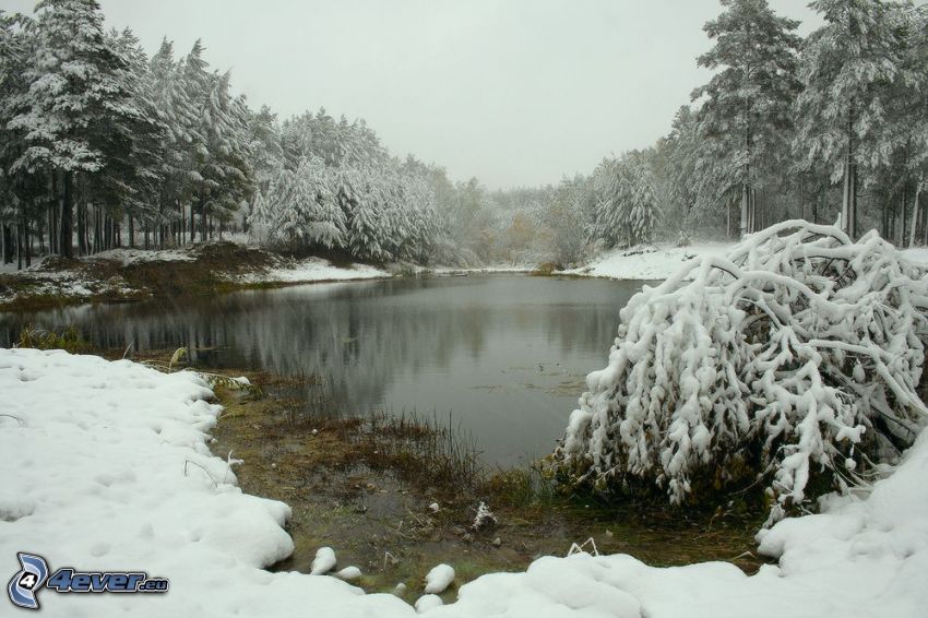 tó az erdőben, havas fák