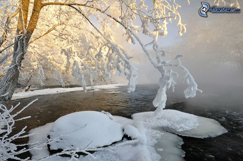 tó az erdőben, jégtábla, havas fák, földszinti köd