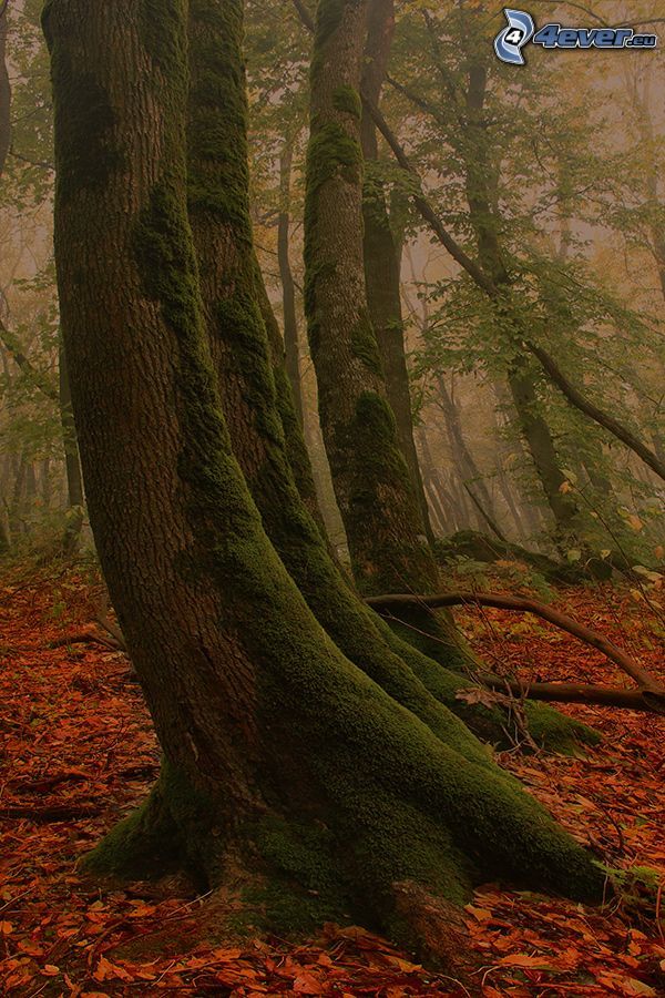 törzs, moha, őszi erdő, köd