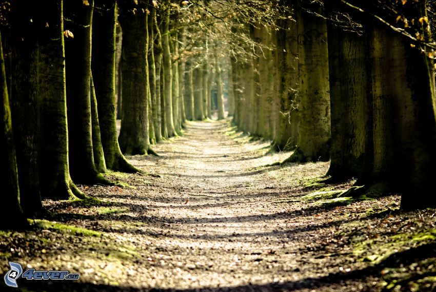 út, fa ösvény