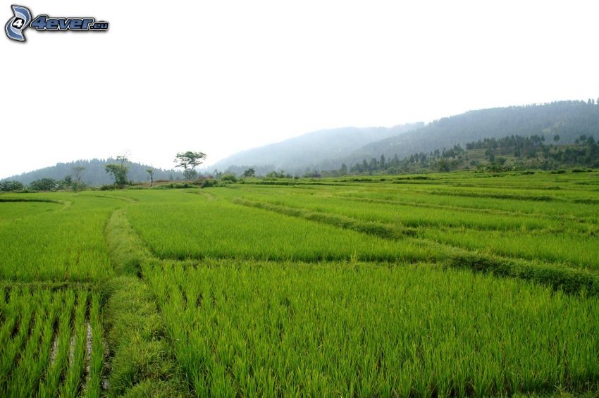 vietnami rizsföldek, hegyvonulat