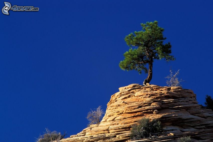 Zion National Park, magányos fa, sziklák