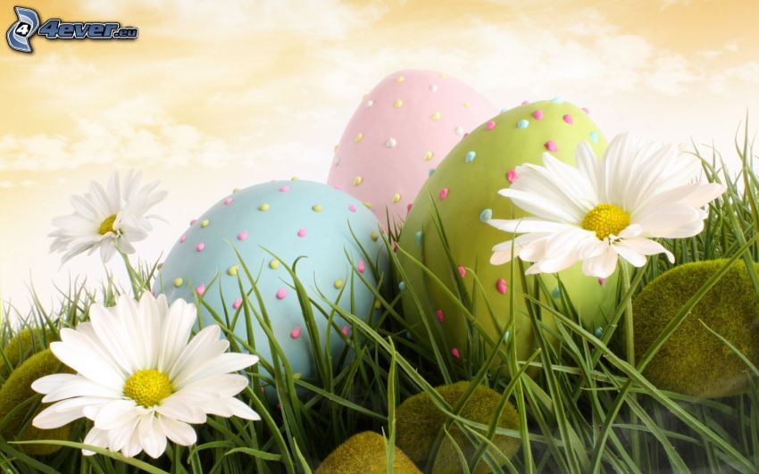 festett tojások, húsvéti tojások, százszorszépek, fű