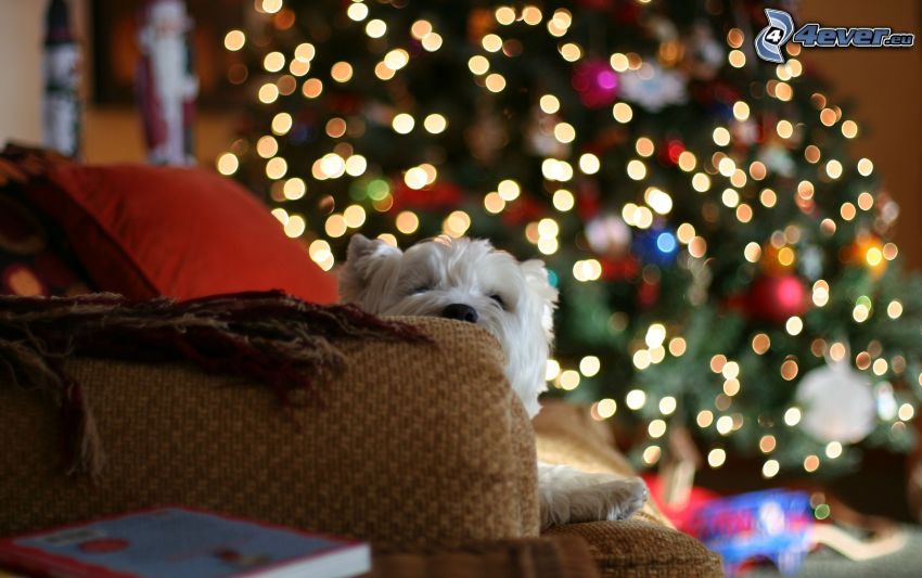 fehér schnauzer, karácsonyfa, kanapé