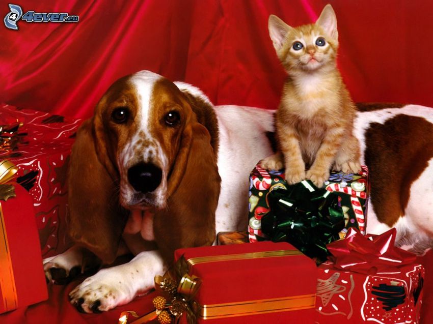 karácsony, basset, vörös kiscica, ajándékok