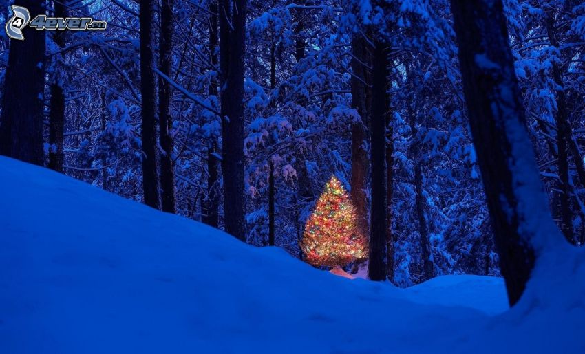 karácsonyfa, havas erdő