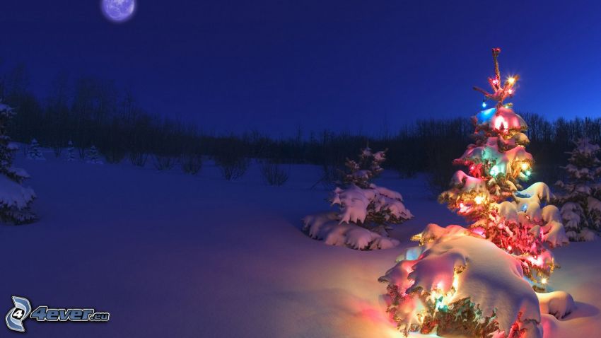 karácsonyfa, havas táj, éjszaka