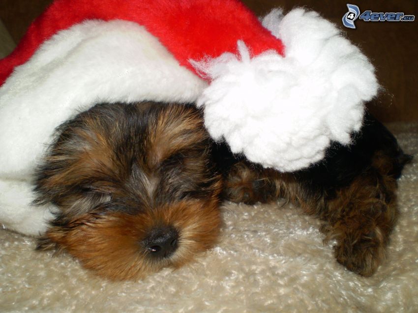 karácsonyi kutya, mikulás sapka, Yorkshire terrier, alvás