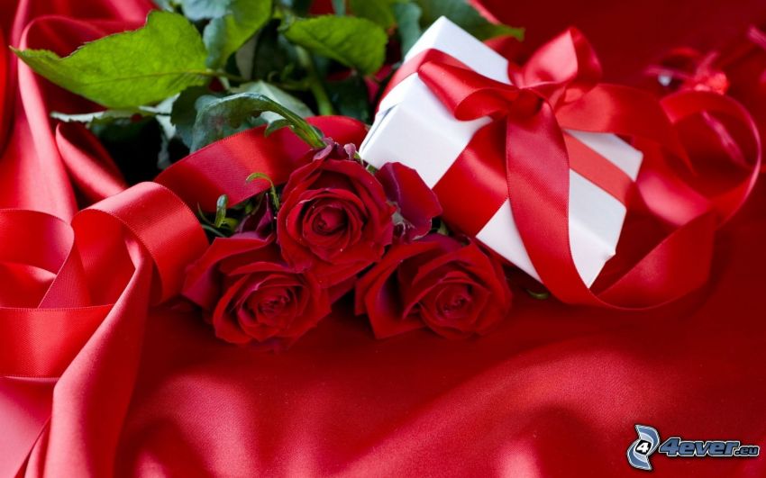 vörös rózsa, ajándék, szalag, piros anyag