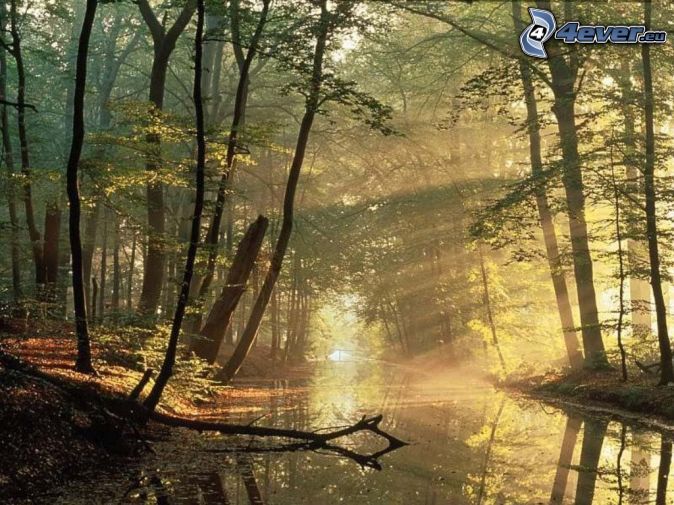http://4everstatic.com/obrazki/674xX/przyroda/krajobrazy/strumyk-w-lesie,-promienie-sloneczne,-drzewa-nad-rzeka-126261.jpg