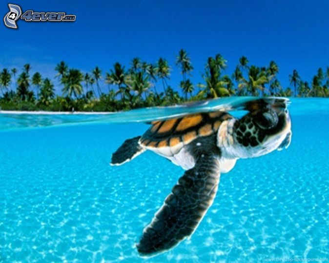 morski żółw, palmy