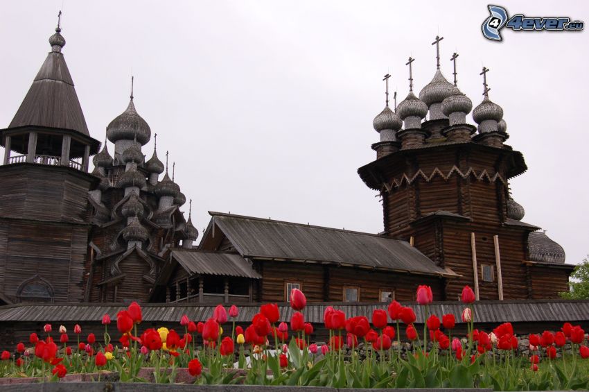 drewniany kościół, czerwone tulipany