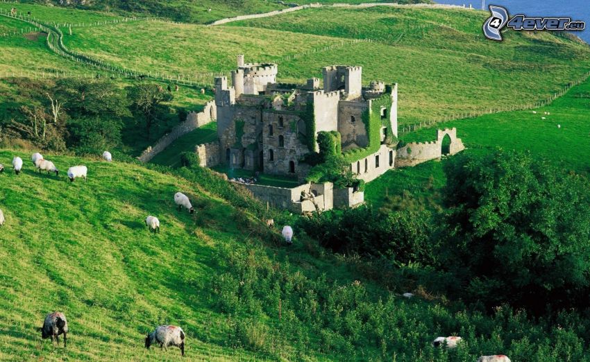 Clifden, Irlandia, zamek, wzgórza, zieleń, owce