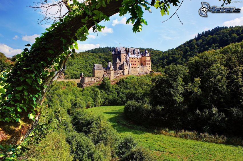 Eltz Castle, zielony las, wzgórze, konar
