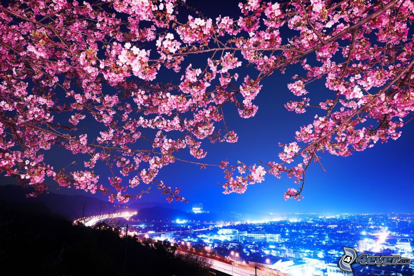 kwitnące drzewo, miasto nocą