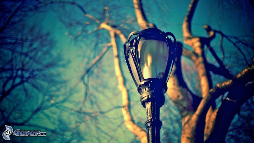 lampa uliczna, drzewo