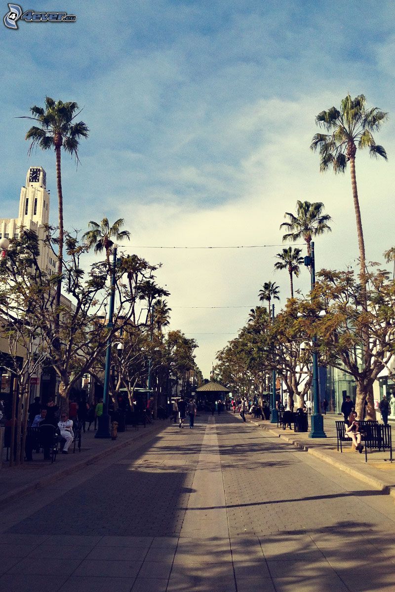 Santa Monica, ulica, palmy