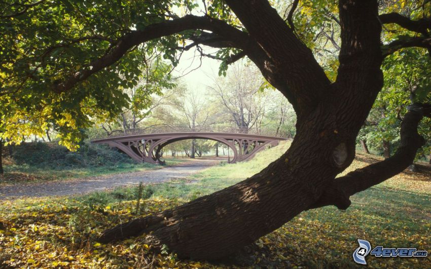 Central Park, drzewo liściaste, most, suche liście