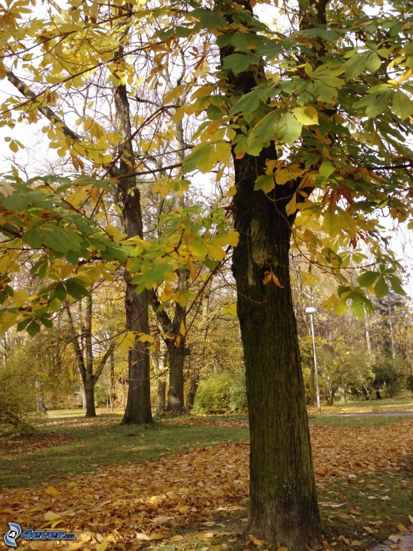 drzewa liściaste, suche liście, park