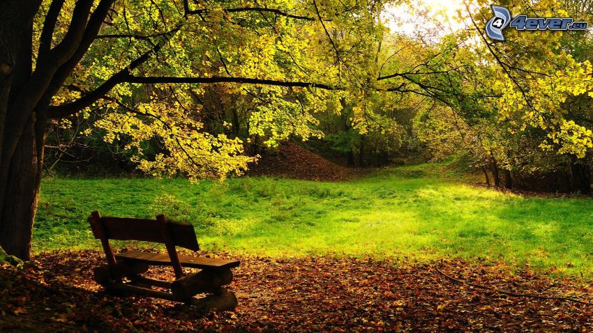 jesienny park, ławka w parku, drzewa liściaste, suche liście