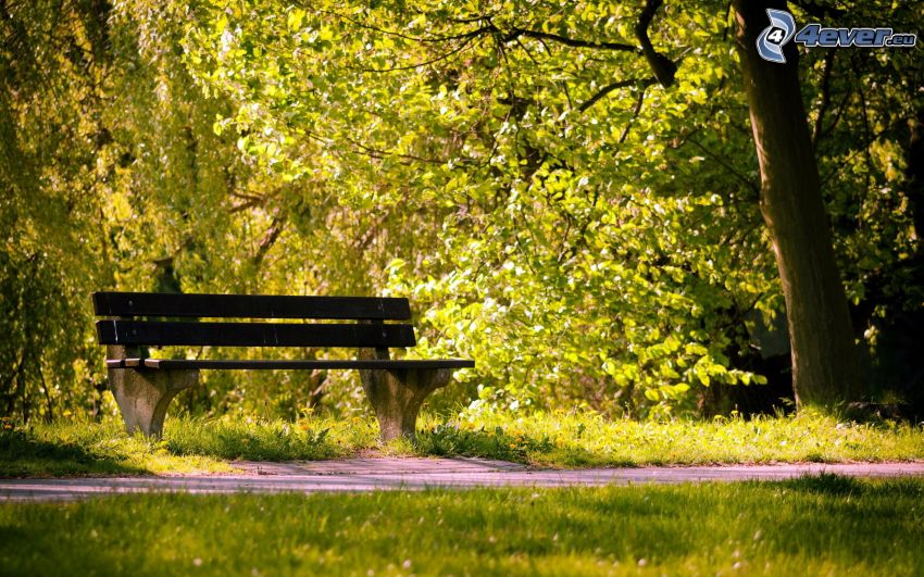 ławka w parku
