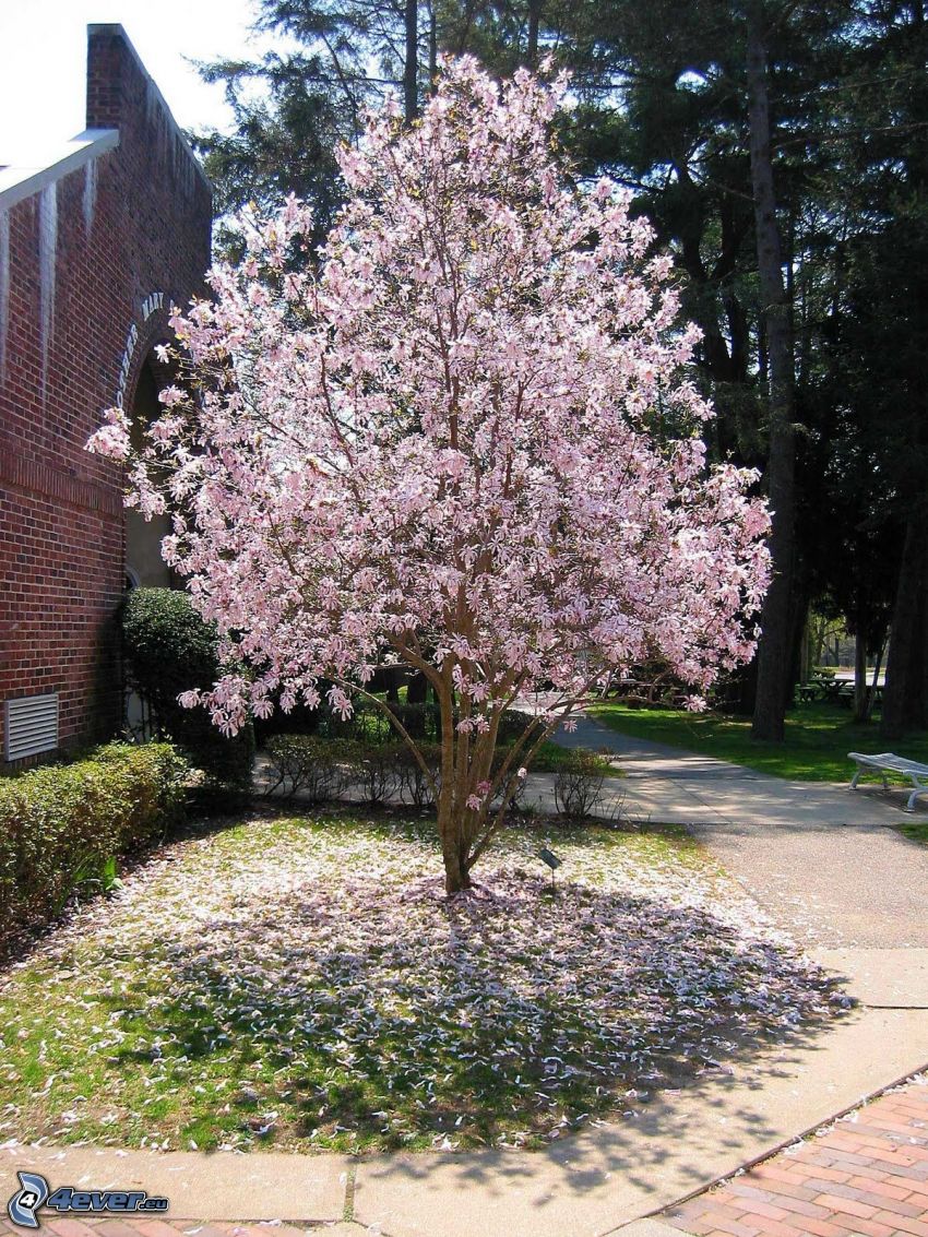 magnolia, ceglany mur