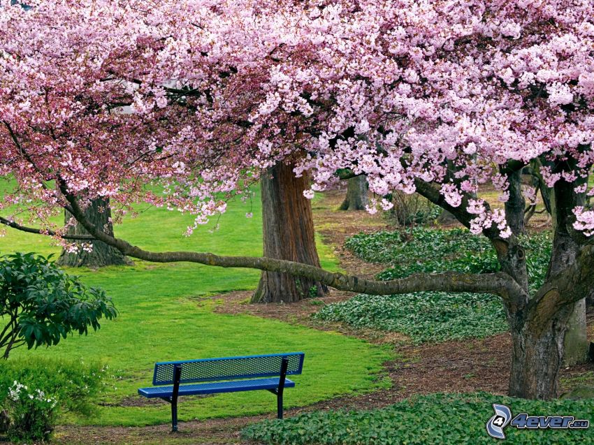 rozkwitnięte drzewo, ławka w parku