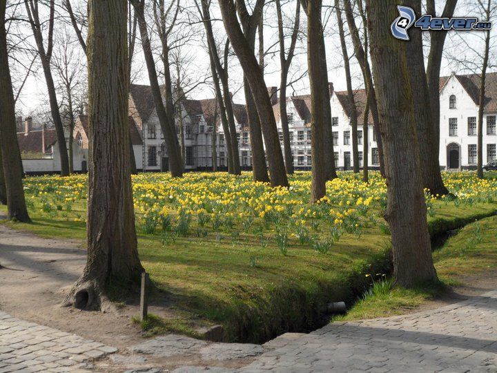 żółte kwiaty, park, Belgia, drzewa, kanał, domki szeregowe
