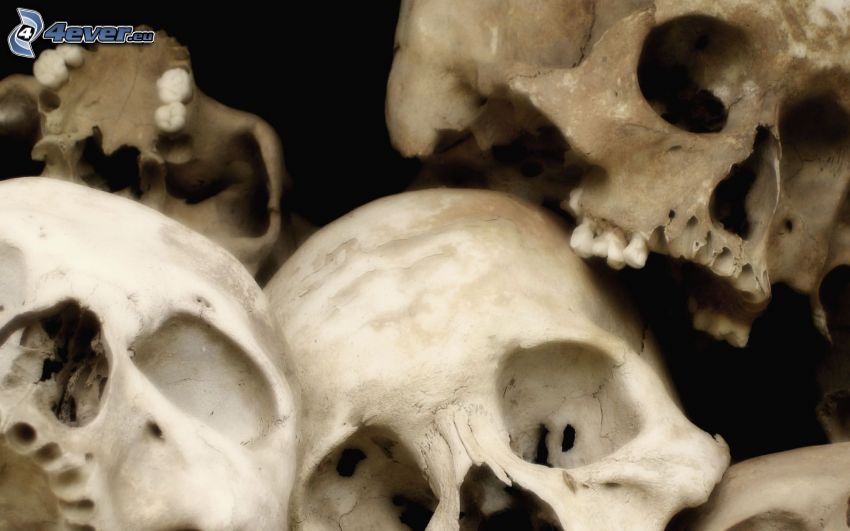 czaszki, szkielety