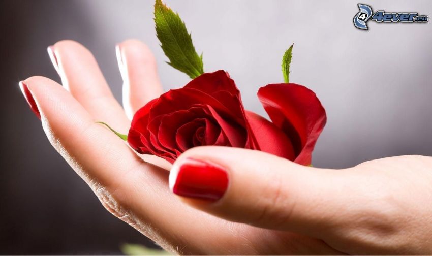 czerwona róża, dłoń