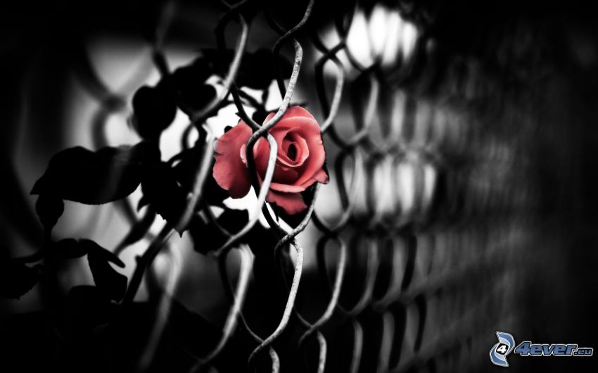 róża, ogrodzenie z drutu
