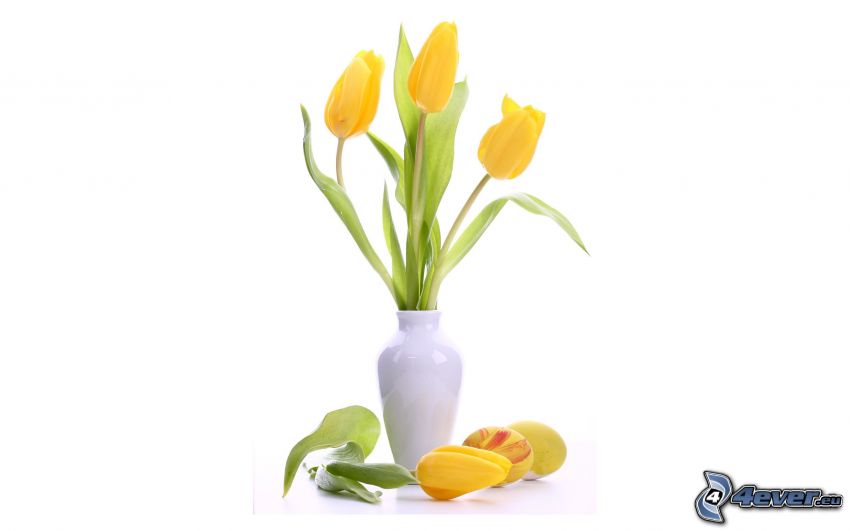 żółte tulipany, kwiaty w wazonie