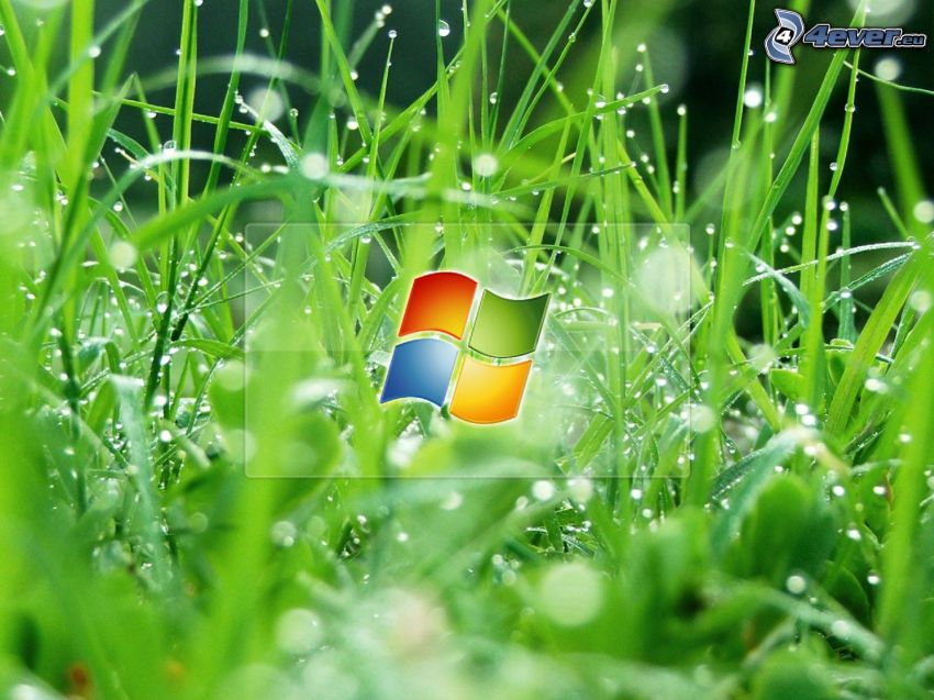 Windows 7, źdźbła trawy, zroszona trawa