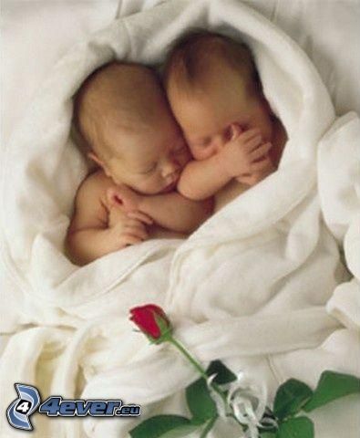 bliźniaki, niemowlaki, róża